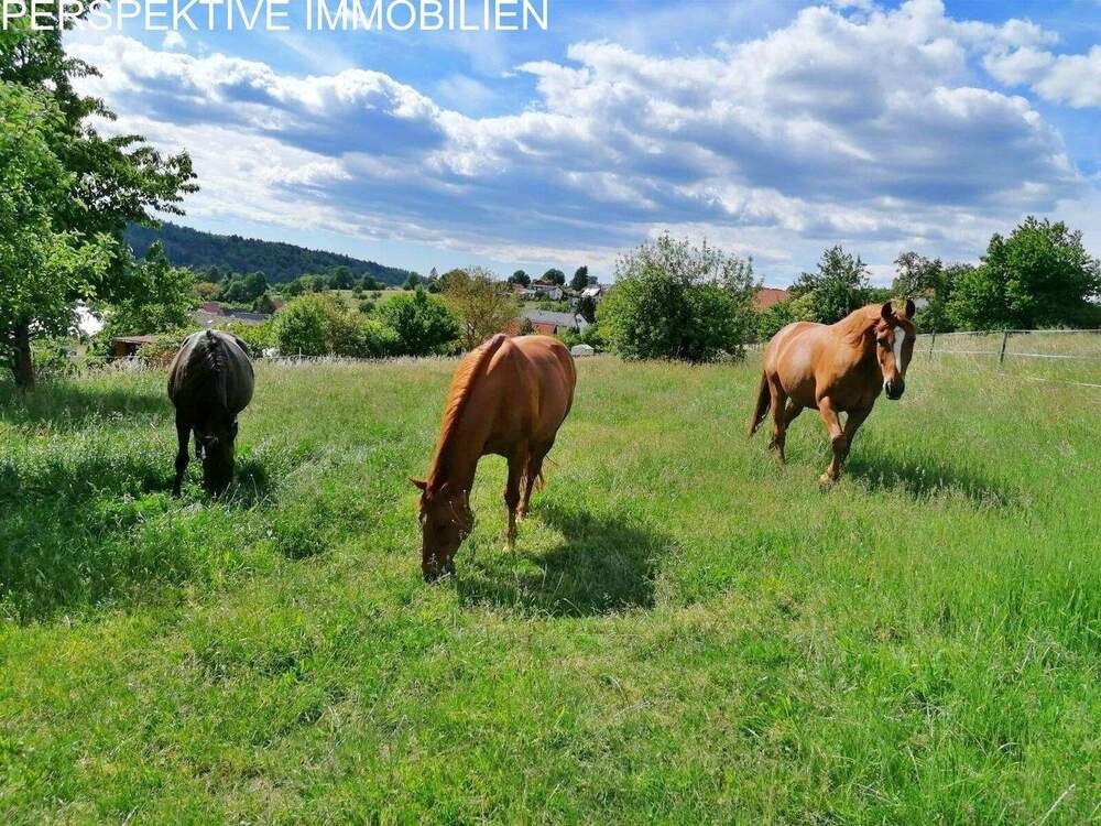 Thumbnail-Ein Zuhause für Mensch und Pferd - Leben, wo Leidenschaft Raum bekommt