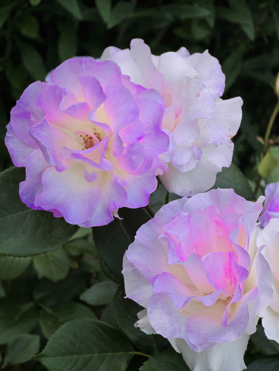 Thumbnail-18_Lörrach + grosse Doppelhaushälfte m. 2 Whg -auf Wunsch vollmodernisiert_ + Lifta-Lift + viel Garten+Pool_Heizung 2021_Garage + extra Stellplatz