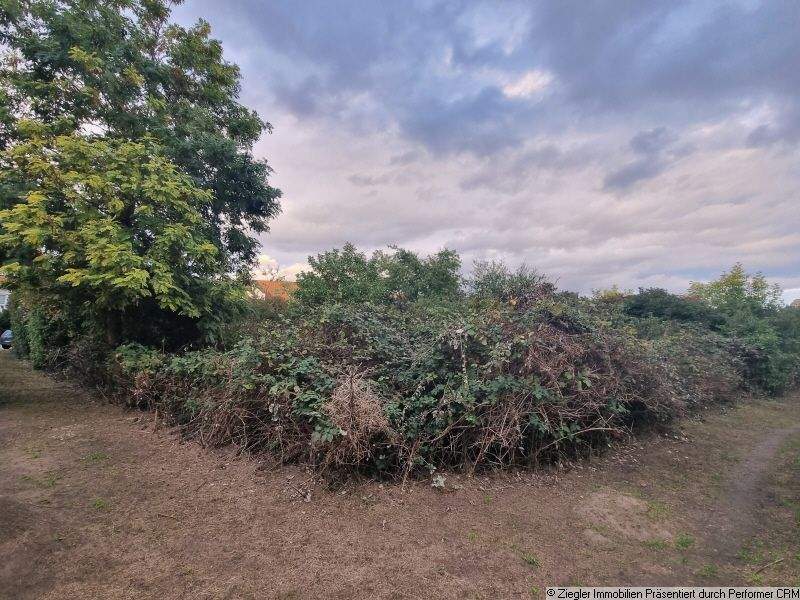 Thumbnail-Bauplatz in TOP-Lage von MA-Seckenheim - 0-4004