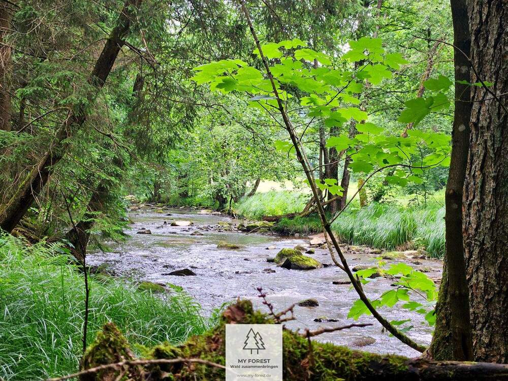 Thumbnail-Naturnaher Wald am Flusslauf - strukturreich uns schön zu bewirtschaften