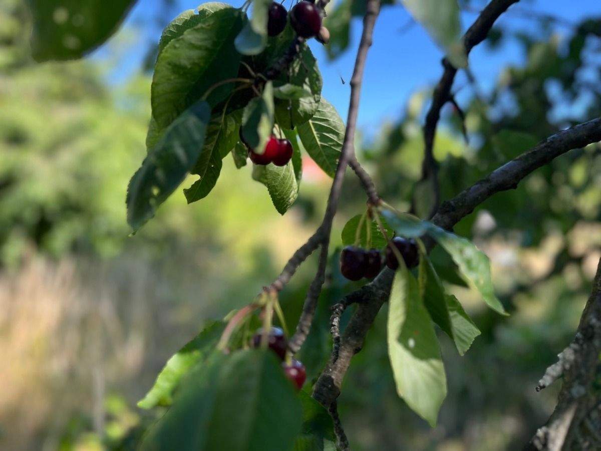 Thumbnail-Dreifamilienhaus mit großem Grundstück in Wernigerode!