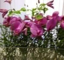 Thumbnail-Neues saniertes Zuhause in Nähe des Waldes !