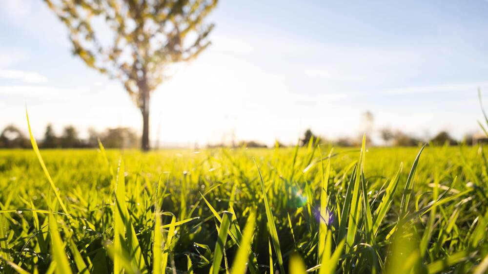 Thumbnail-Wohnbaugrundstück in Pirna