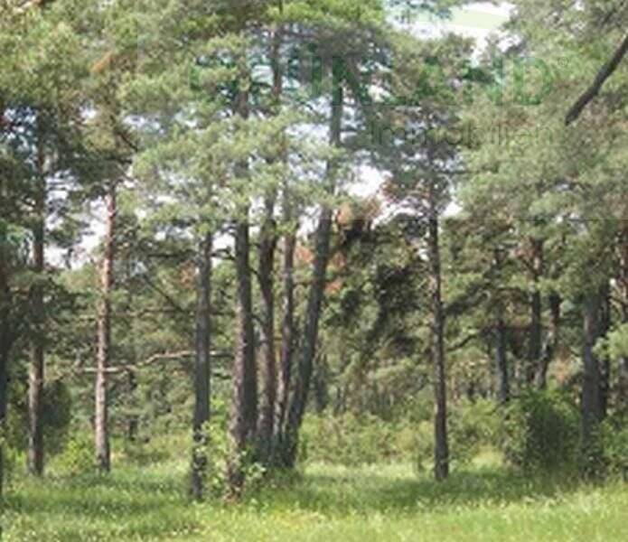 Thumbnail-*Forstflächen zu Verkaufen !*