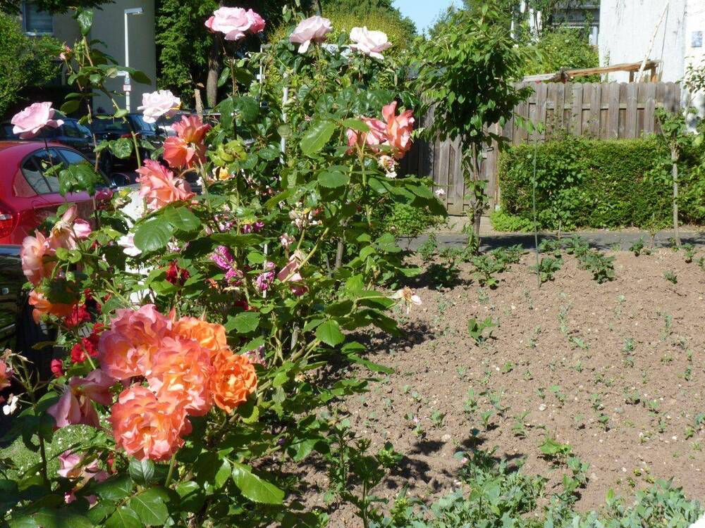 Thumbnail-Schönes Eigentumsgrundstück als Erholungs- und Gartenfläche mitten in Bonn-Tannenbusch - einzäunen und wohlfühlen - eine Oase inmitten der Stadt
