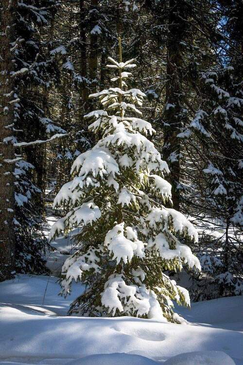Thumbnail-Naturpark Elbhöhen-Wendland: Komfortables Holzhaus am Wald zu verkaufen