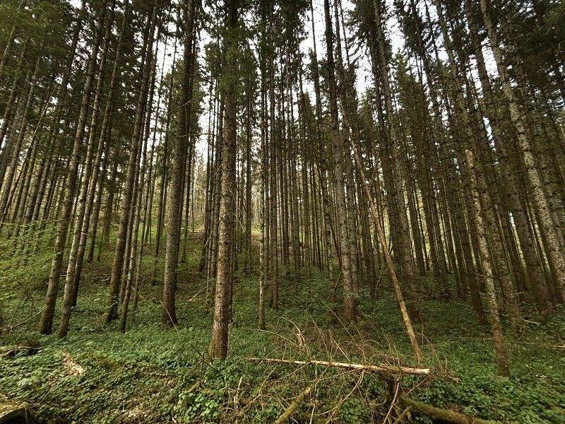Thumbnail-Waldflächen - die Lunge der Natur! Landwirtschaftliche Grundstücke im Paket oder separat zu erwerben!