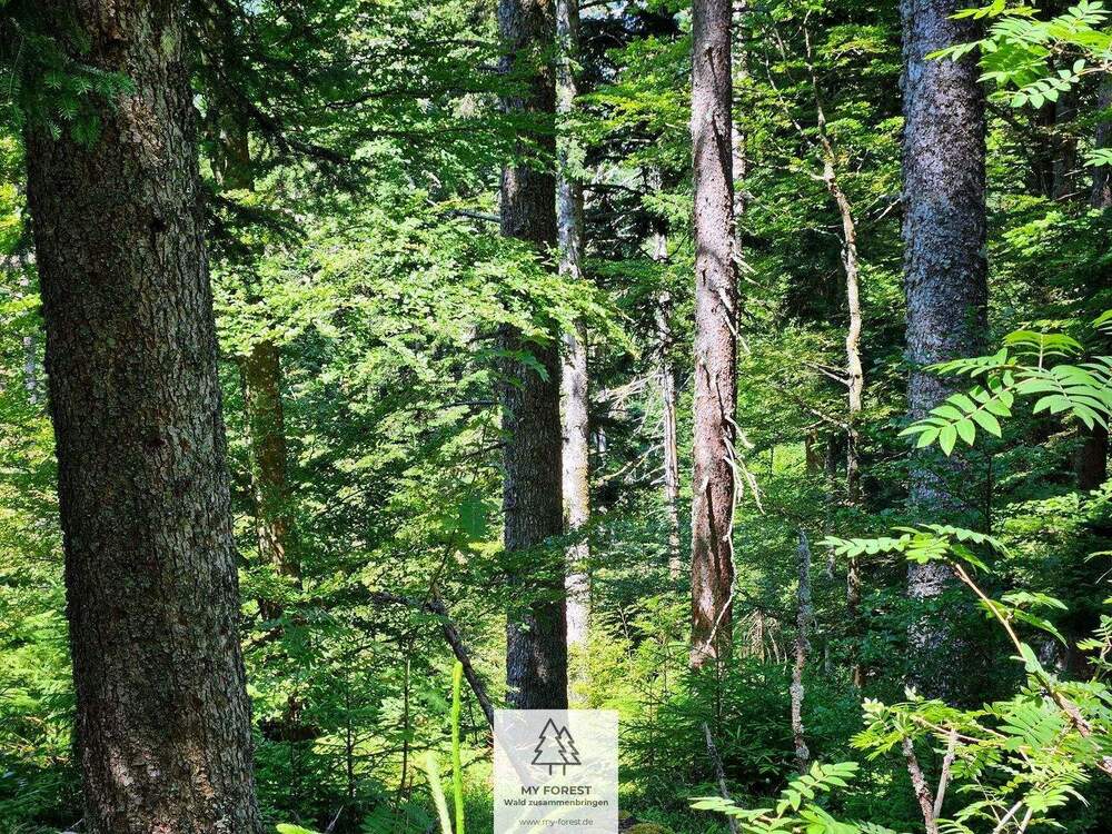 Thumbnail-Stufiger & schön strukturierter Tannen-Buchenwald