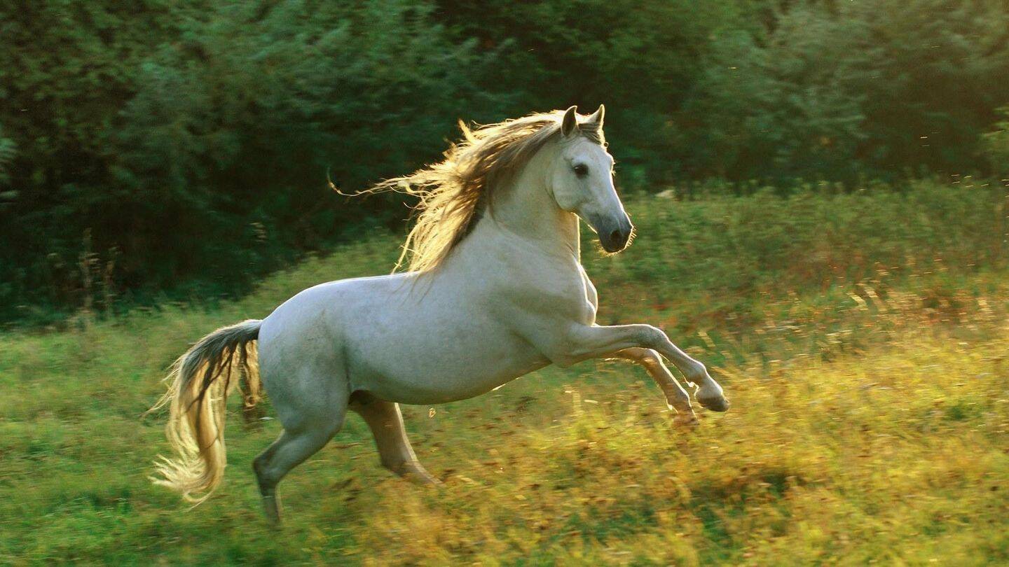 Pferd neu.jpg