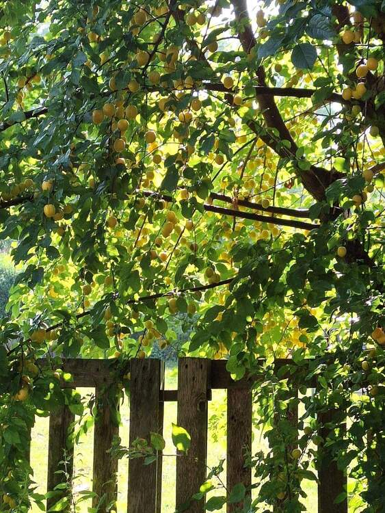 Thumbnail-Kinder und Tiere willkommen! Großes Haus mit viel Platz und vielen Möglichkeiten!