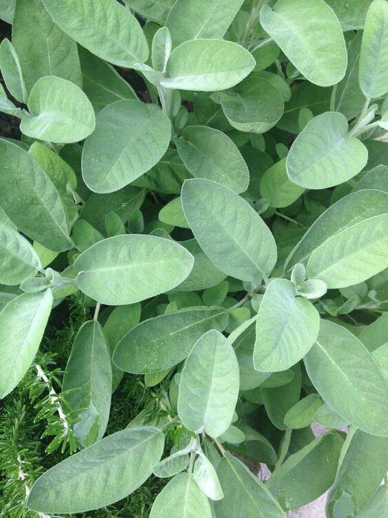 Kräuter im eigenen Garten?