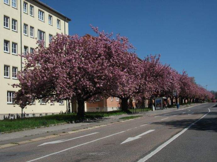 Thumbnail-Lutherstr. !!!!!!!! MiT BaLkOn = TOP-moderne Wohnung in Zentrumsnähe!!!!!!