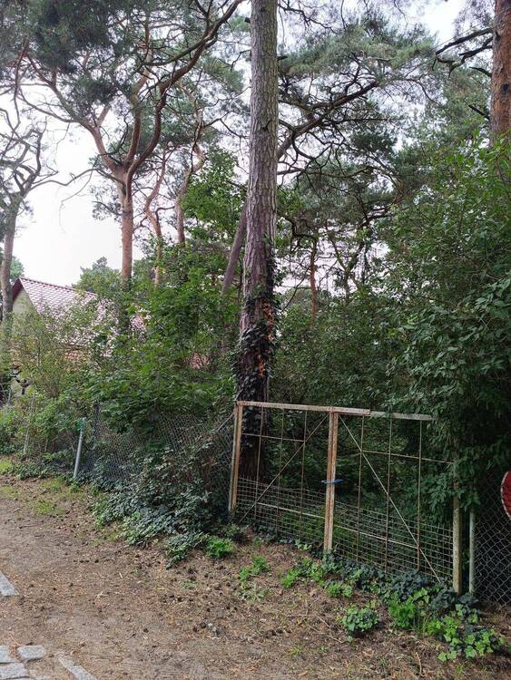 Thumbnail-Dahlwitz-Hoppegarten - Baugrundstück in Waldesruh