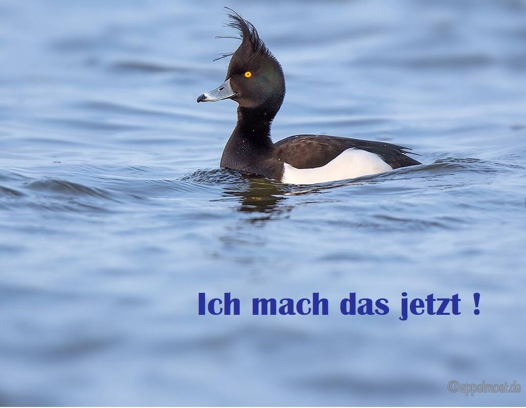 Thumbnail-Wohnen im Herzen den Löwenstadt Bleckede