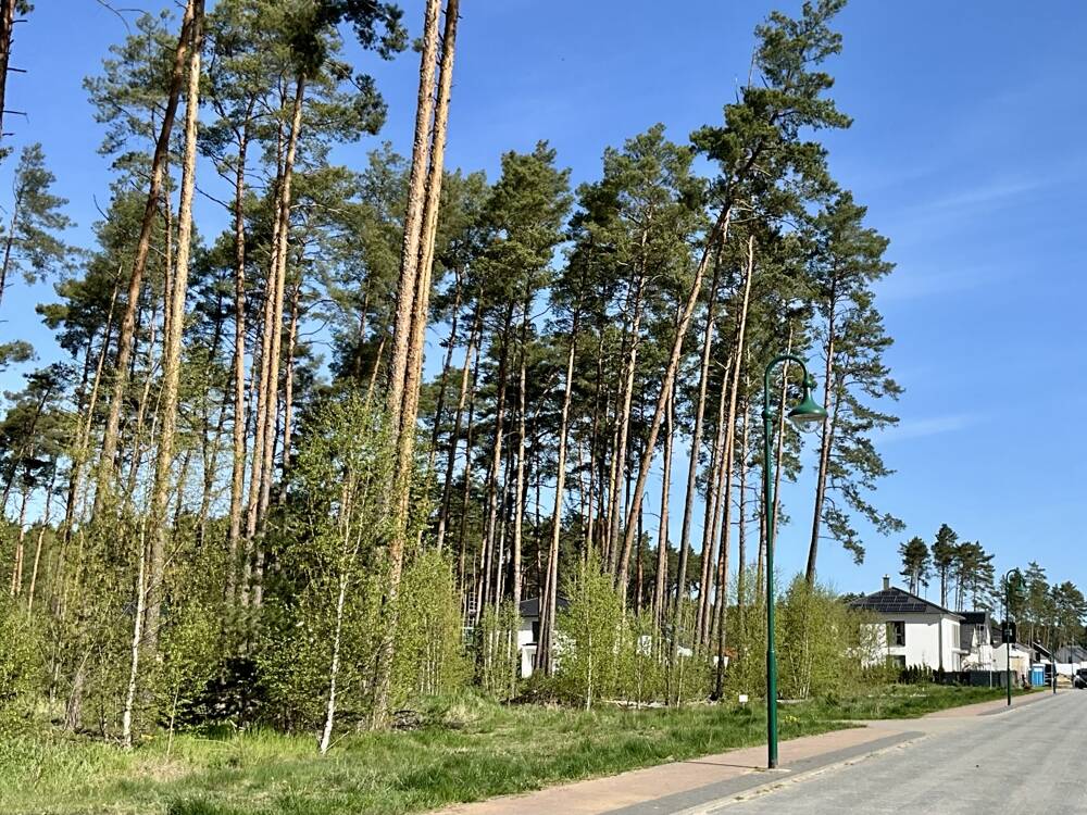 Thumbnail-Charmantes Grundstück in Borkwalde- sofort planbar