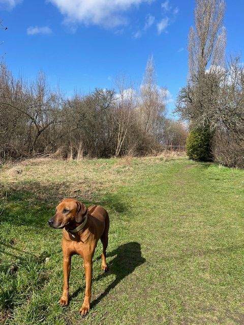 Thumbnail-Baugrundstück Dresdner Norden