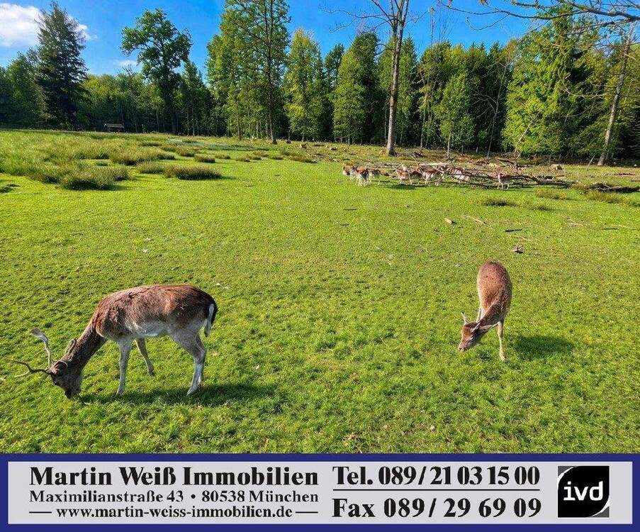 Thumbnail-Sonniges und ruhiges Grundstück in Grünwald Nähe Grünwalder Forst