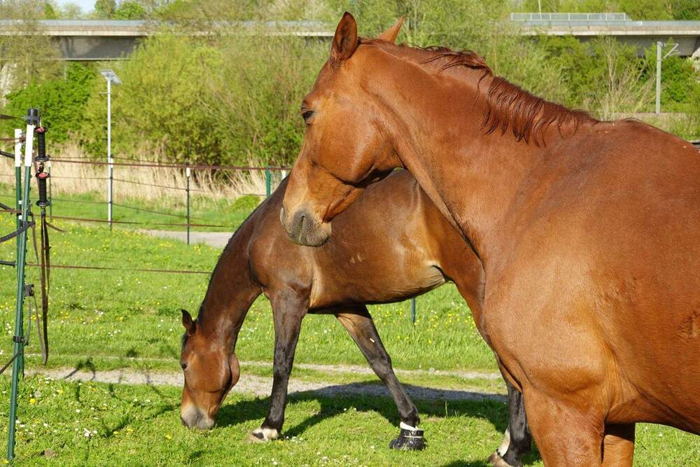 Thumbnail-Aussiedlerhof | kernsaniertes Wohnhaus | 6.000m² | Pferdestall + Scheune + Werkstatt + Wiesen