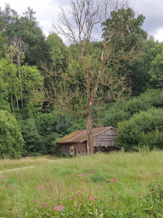 Thumbnail-Grundstück mit Altbestand + WeiherWiese + großer Waldanteil - Birnkofen (Adlkofen)
