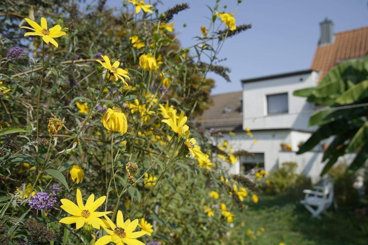 Thumbnail-Ein-Zweifamilienhaus nahe der Urdenbacher Kämpe