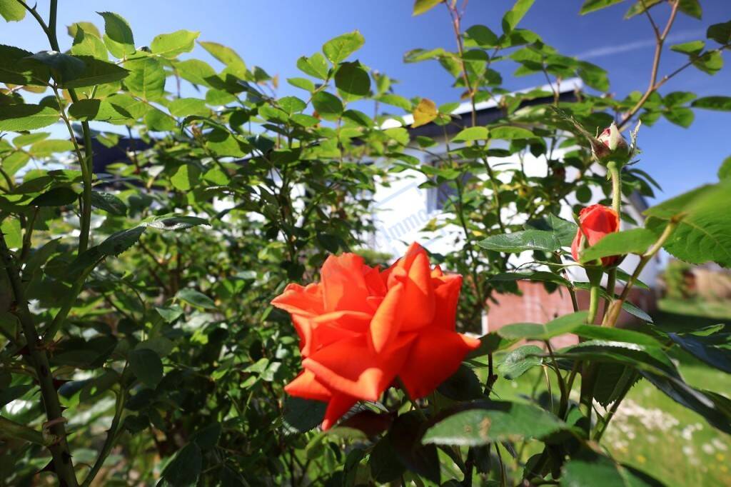 IMPRESSION GARTEN