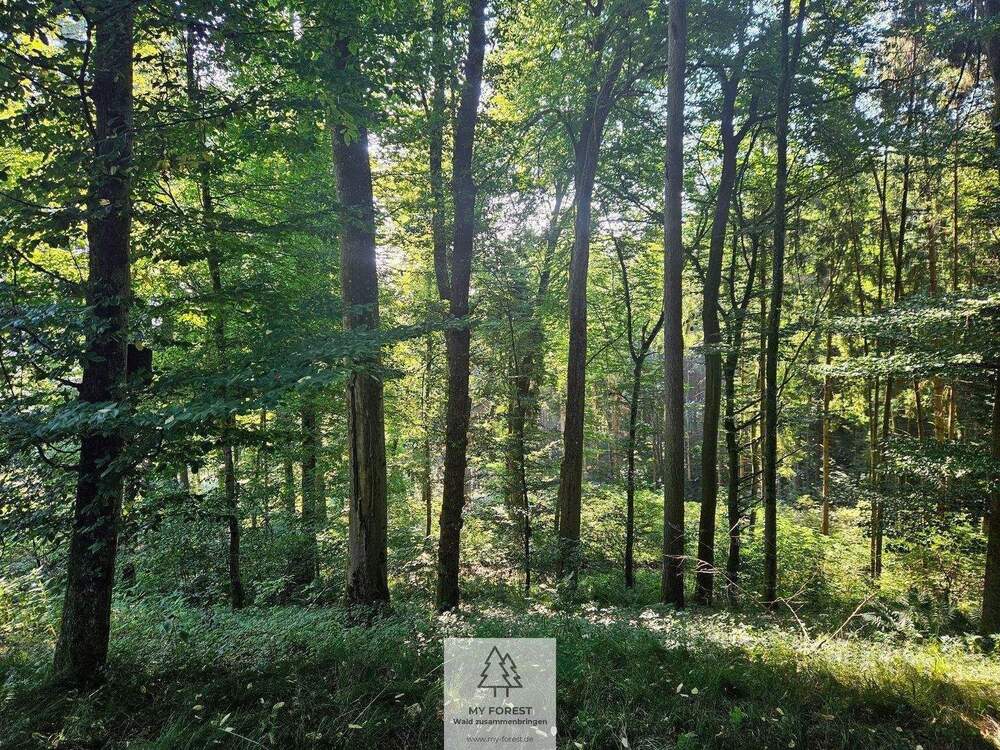 Thumbnail-Grün, nachhaltig & regional. Wald als wertstabiles Investment!