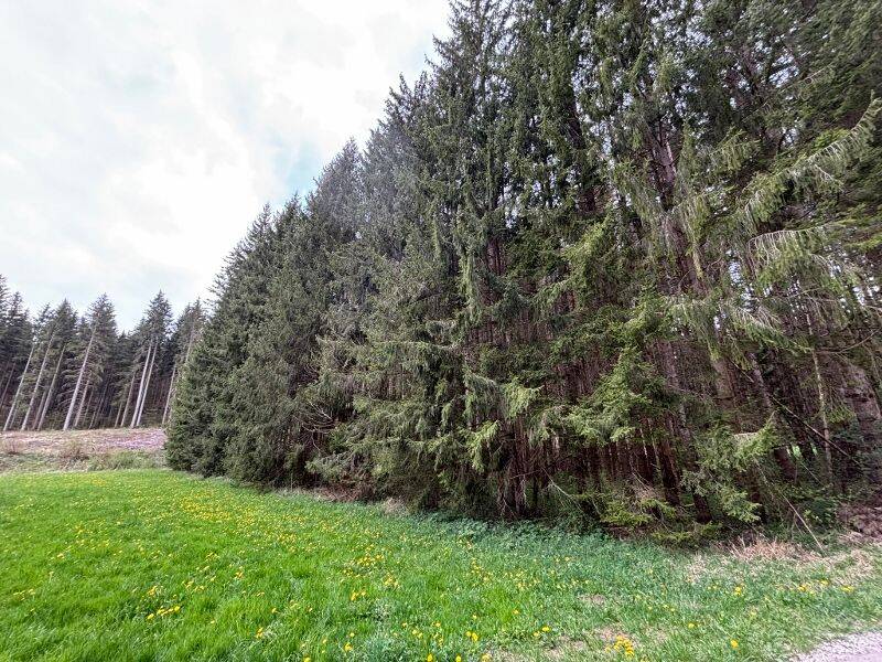 Grünland Wald 