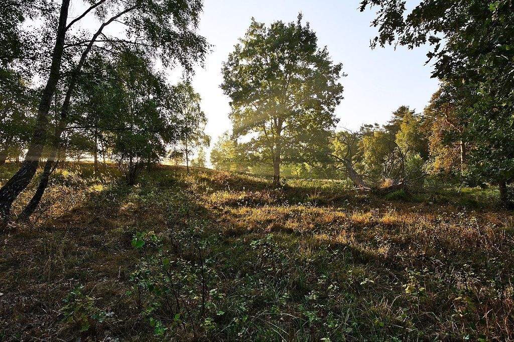 Thumbnail-6 Zimmer-Etagenwohnung mit Balkon, Terrasse, Garten, 2 Bädern u.v.m.!! Nahe Dresdner Heide
