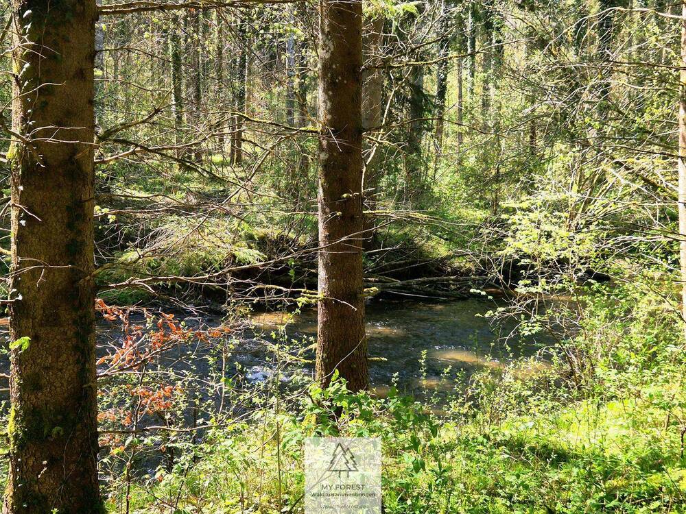 Thumbnail-Vielfältige Waldfläche mit naturnahen Beständen im Tal der Wolfegger Ach
