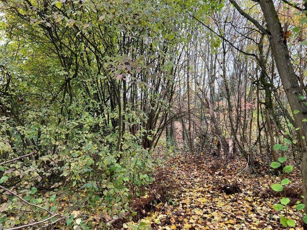 Thumbnail-Seltene Gelegenheit: Letztes, unbebautes Villengrundstück am Sallerner Berg in der Riesengebirgstraße