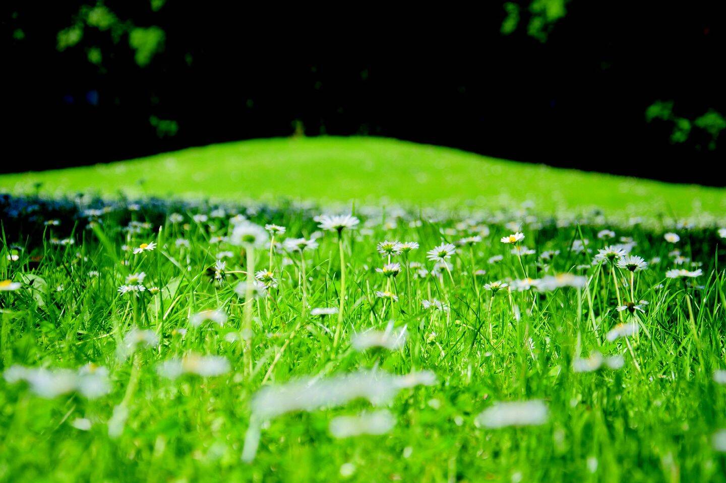 Thumbnail-AIGNER - Ruhig gelegenes Grundstück für bis zu drei Häuser in Pasing