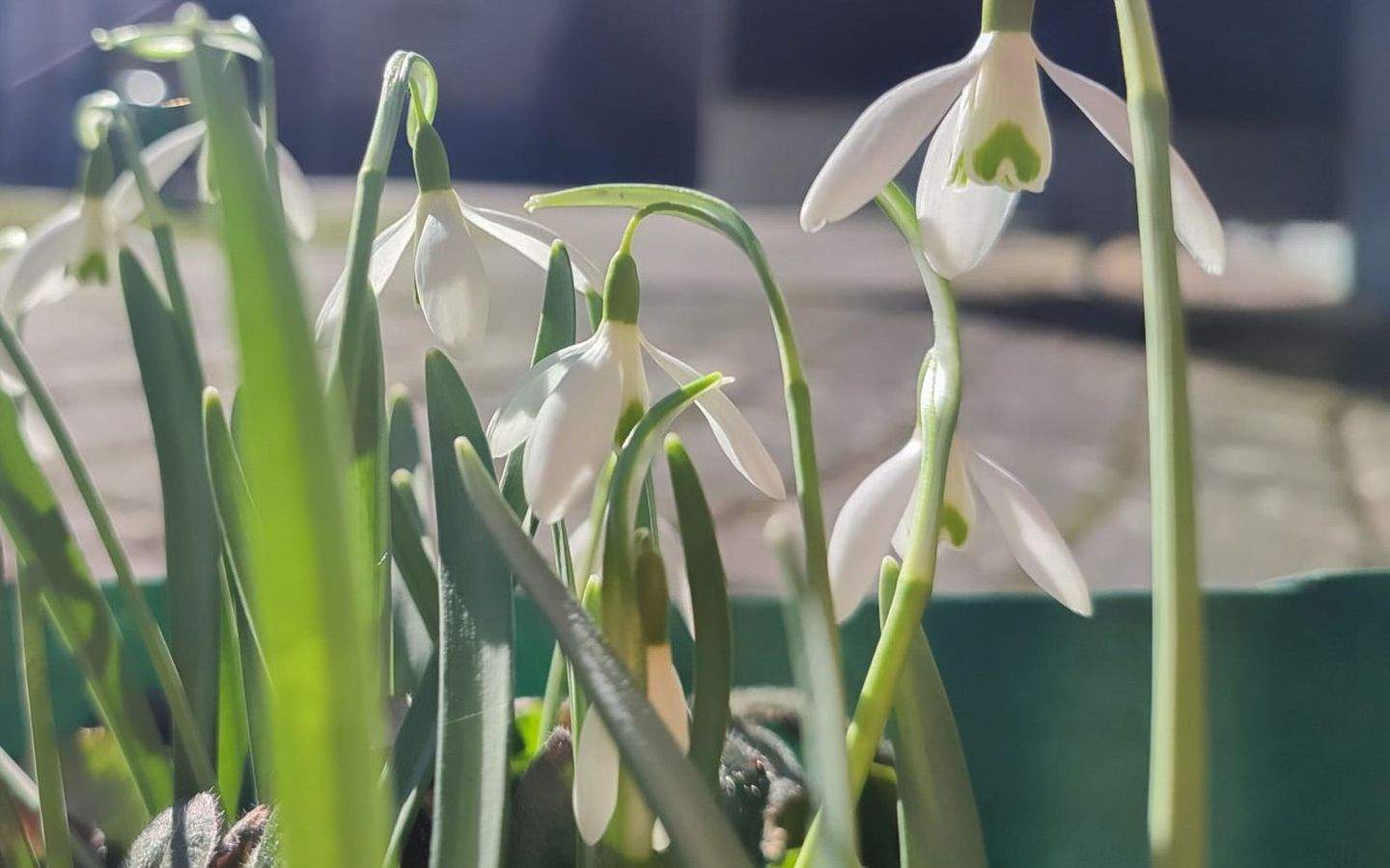 Thumbnail-Der Frühling steht vor der Tür...Finnhütte in Groß Särchen