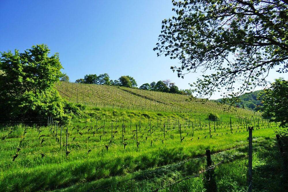 Weinberge