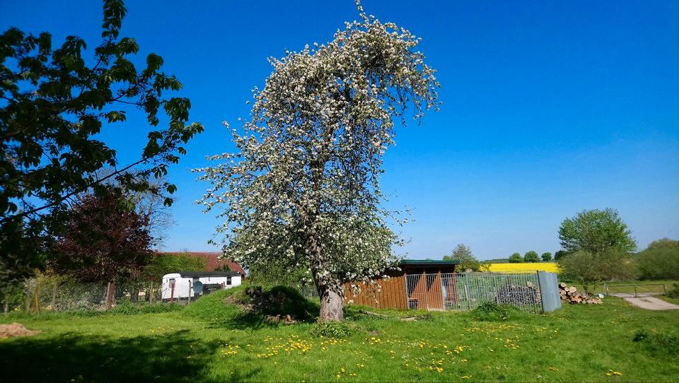Thumbnail-für Tierliebhaber, Pferde, Hunde, Schafe usw.,50 km südl. Rostock