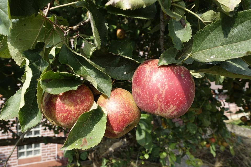Thumbnail-Eigener Brunnen, eigenes Obst und ein richtig großes Haus