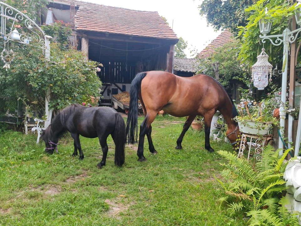 Thumbnail-Bauernhof zu verkaufen