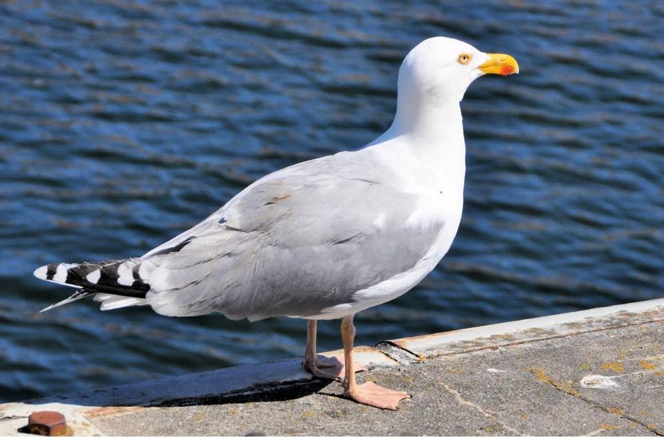 Thumbnail-Bungalow in Metelsdorf