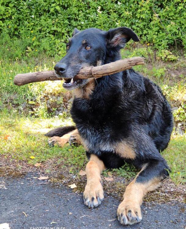 Thumbnail-Mitbewohner