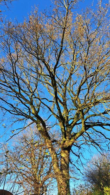 Thumbnail-Haus kaufen