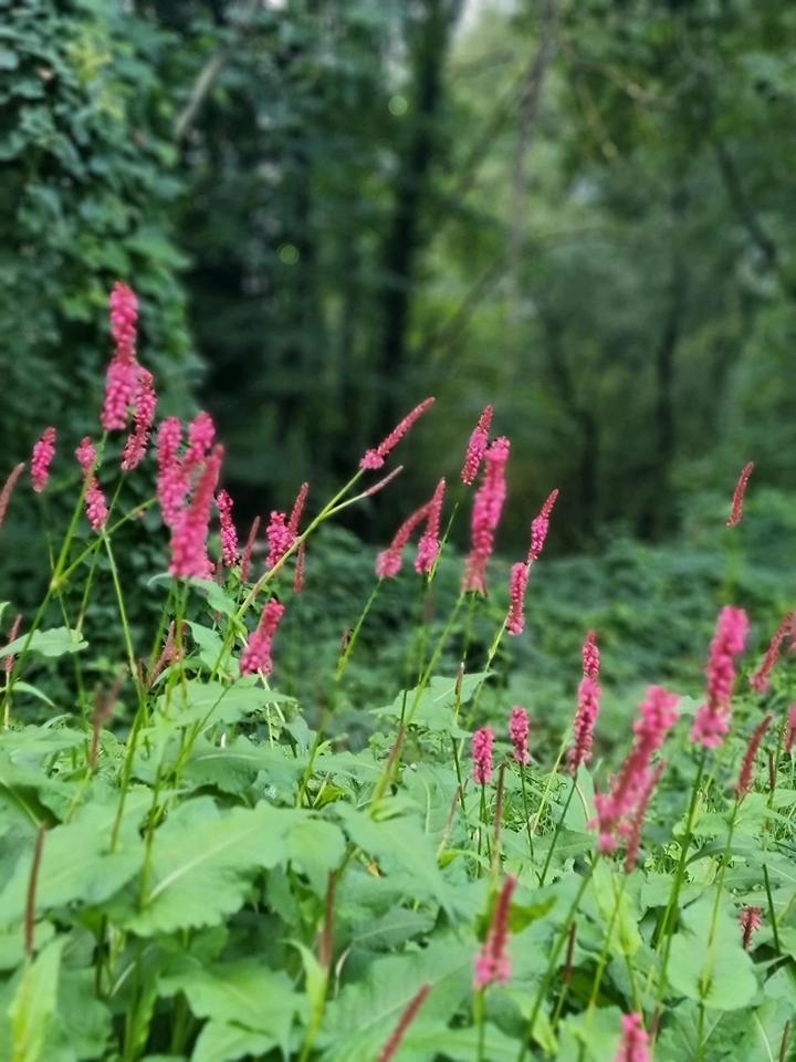 Thumbnail-Wohnungsgesuch in Achern