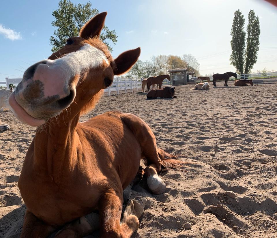 Thumbnail-Urlaub mit dem Pferd 5* zum Wohlfühlen und durchatmen
