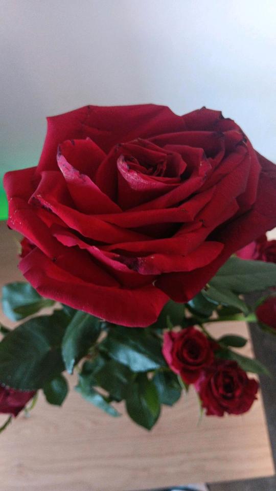 Thumbnail-Schrebergarten