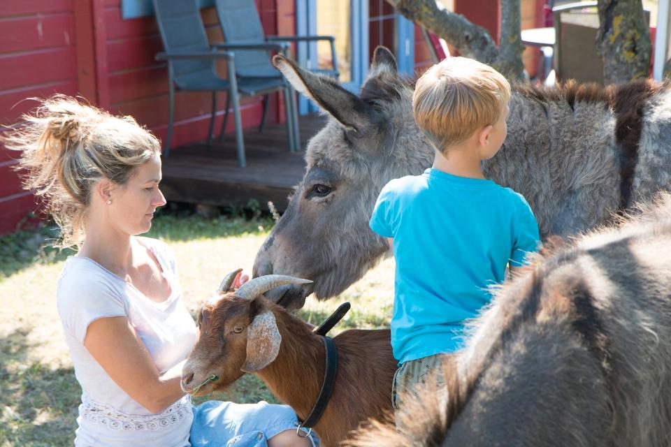 Thumbnail-Familienferien im Blockbohlenhaus – Entdecken Sie die Ostsee mit
