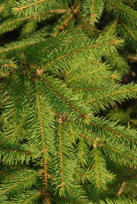 Thumbnail-Wald Grundstück in Schopfheim Fahrnau Raitbach 2 Hektar