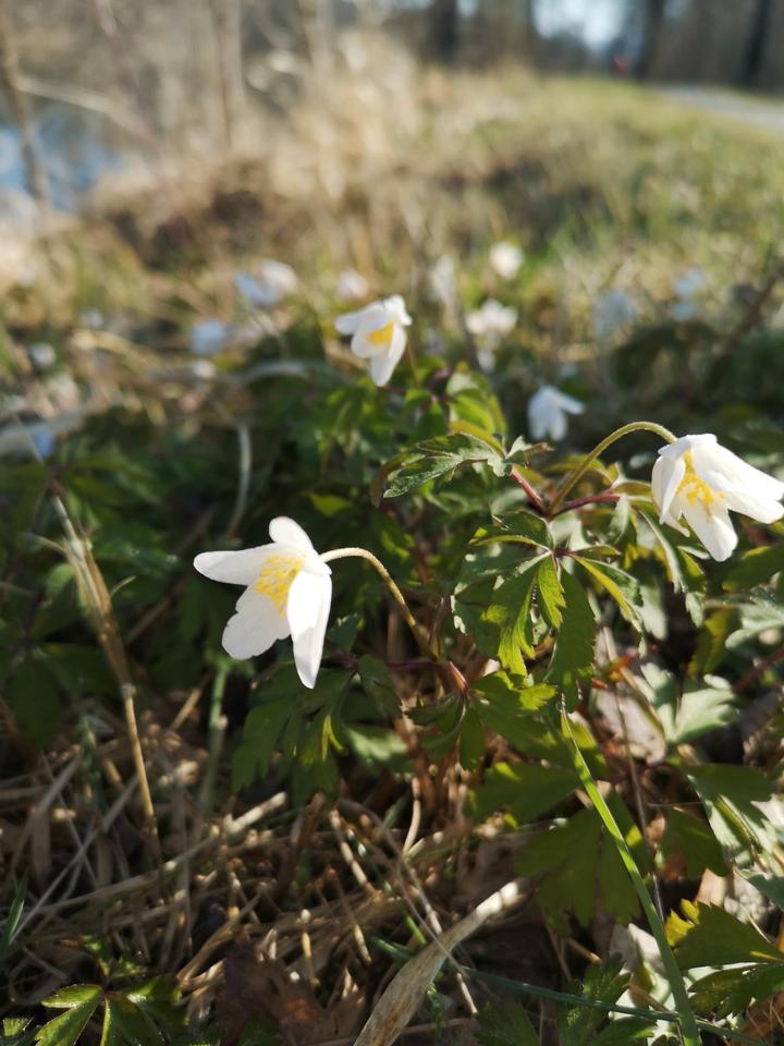 Thumbnail-Haus zum Kaufen Mühldorf a. Inn, od. Umkreis 3 km, v. Privat ges.