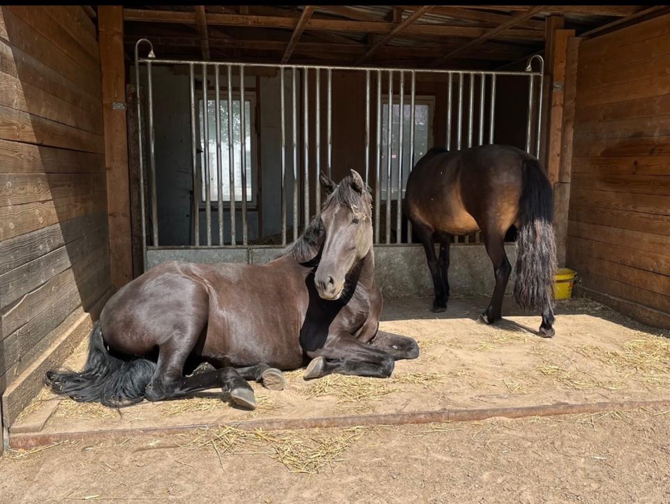 Thumbnail-Wohnen mit Pferden ! Sonnige 4 Zimmerwohnung ! 120qm !