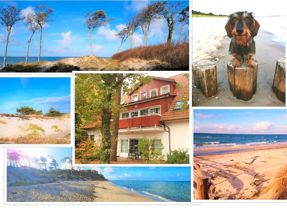 Thumbnail-Ferienwohnung FEWO Prerow Hund willkommen nah am Strand Wald