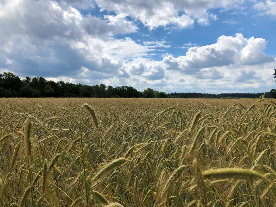 Thumbnail-0,67 ha Ackerland für Bio-Landwirtschaft, StillegungKompensation