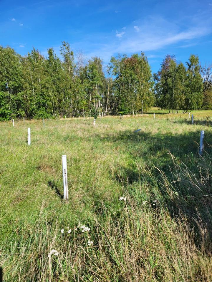 Thumbnail-Grünland, Freizeit, Wiese mit kleinem Wald