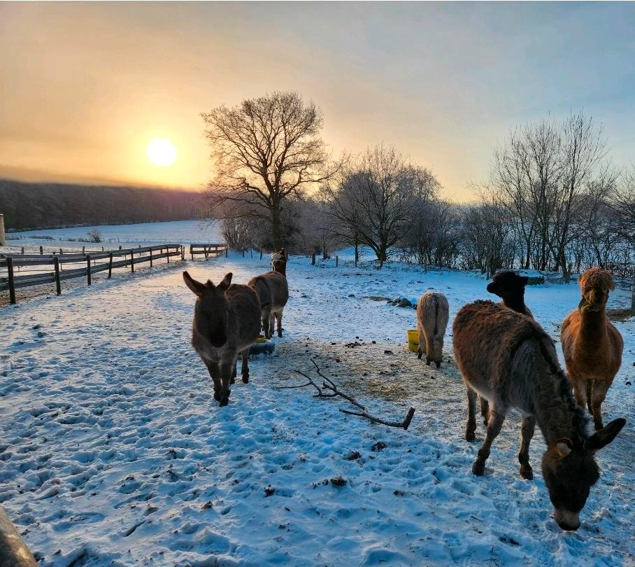 Thumbnail-FerienwohnungBauernhofUrlaub mit Hund Last Minute